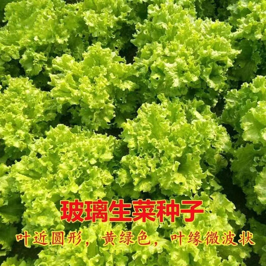 Four seasons sweet and crisp glass lettuce seeds, crisp and tender raw lettuce seeds, farmer's four seasons potted vegetable seeds, glass lettuce 1 pack, about 2000 pieces