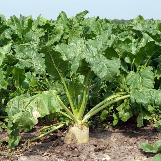 Big-leaf beet seeds, beet seeds, authentic northern vegetable seeds, complete hardcover original factory, big-leaf beet seeds, beet seeds, authentic northern vegetables.