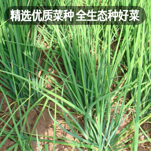Fengming Yashi single-rooted shallot seeds field planting four-season balcony seeds potted single-rooted delicate shallot seeds 10g