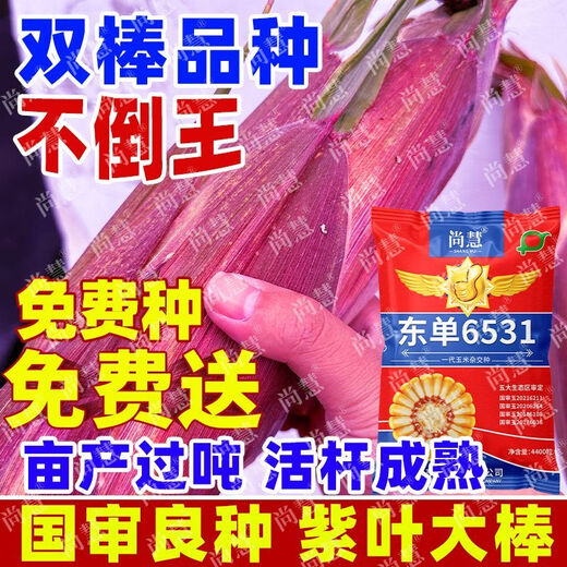 Princess Pomelo Wholesale Price Dongdan 6531 Corn Seeds Short Stem Large Double Cob Hybrid Lodging Resistant Seeds Complete Collection 440 in a bag 4400 in a bag + agent + yield increasing technology 4400 grains - only 761 pieces left