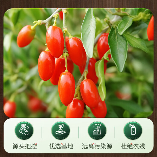 同仁堂（TRT）正宗宁夏特优级红枸杞子中宁头茬枸杞无硫磺免洗泡水茶酒150g/罐