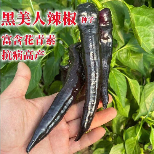 Wangyuanxing black pepper seeds beauty pepper purple skin pepper seeds purple screw pepper four seasons spring and autumn Hangzhou pepper extra spicy king black pepper seeds 1 pack about 300 +