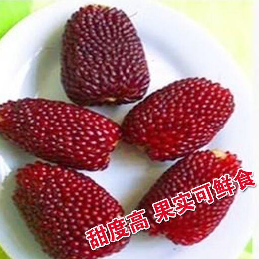 Strawberry, fruit, corn seeds, pineapple, corn seeds, whole season planting of ornamental vegetables in the field, wholesale of corn seeds, strawberry corn seeds 20g, packed