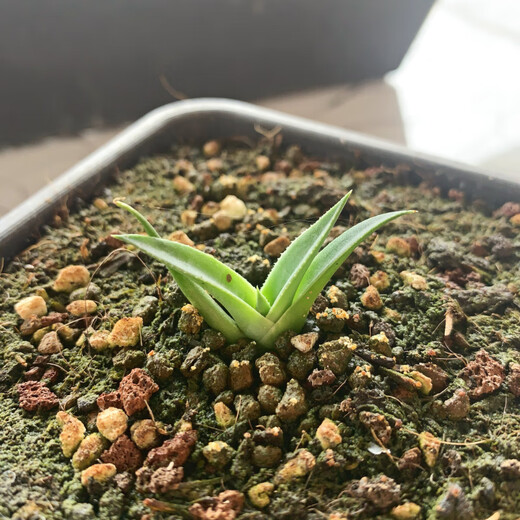 
Yingzhai Agave Niang Crown Blue Skin Green Skin Void Hidden Advanced Gray Fox Apricot Crab Sowing Green Plant Pot Plant Yaoyan EB Seedlings/1