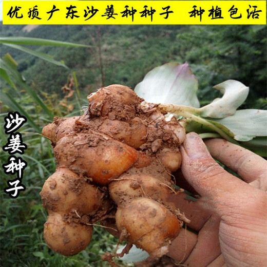 Shajiang seed ginger seedlings Guangdong fresh ginger Shajiang authentic Maoming Huazhou Nansheng electric white sand ginger seedlings 500g