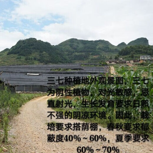 Eryabei Panax NotoginSeng Tabletten Yunnan Wenshan Panax Notoginseng Pulver Tabletten reine Panax Notoginseng Tabletten 500g ausgewählte Tianqi -Tabletten Grad 6 12 Panax Notoginseng Tabletten 500g