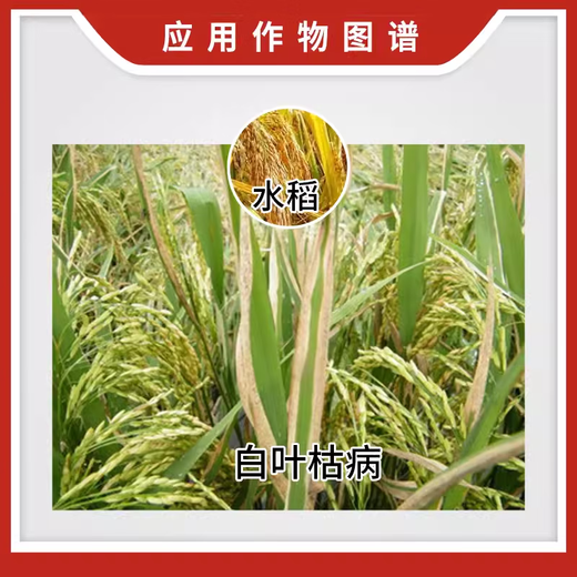 Lvheng No. 6 50% chlorobromoisocyanuric acid wildfire soft rot downy mildew bacterial blight fungicide pesticide 20g