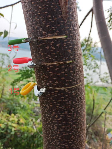 Special knife for girdling lychees, pruning fruit trees, citrus, oranges and grapes for novice peelers, No. 1 girdling knives, 100 pieces