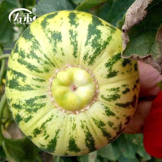 Shouhe Balixiang Melon Seed Collection Super Sweet Extra Large Balixiang Melon Seeds About 30 capsules x 2 bags