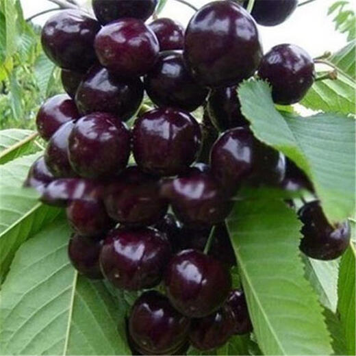 Cherry seeds cherry fruit seeds super sweet courtyard balcony potted cherry seeds cherries four seasons 30 cherries seeds
