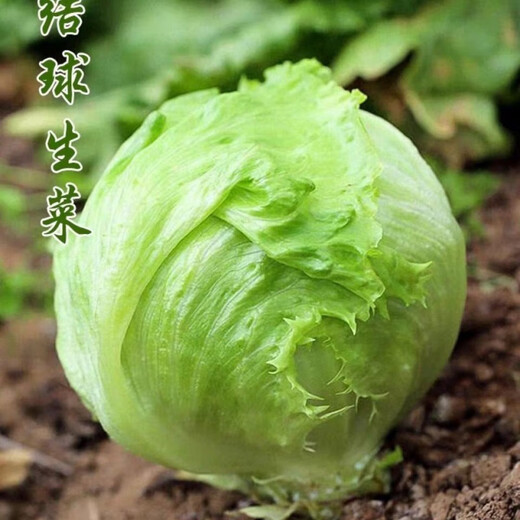 Sweet and crispy lettuce lettuce, hamburger lettuce seeds, crispy and refreshing, raw lettuce seeds, potted four-season farm vegetables, original crispy and tender lettuce, 10 packs/about 20,000 pieces Song Dynasty
