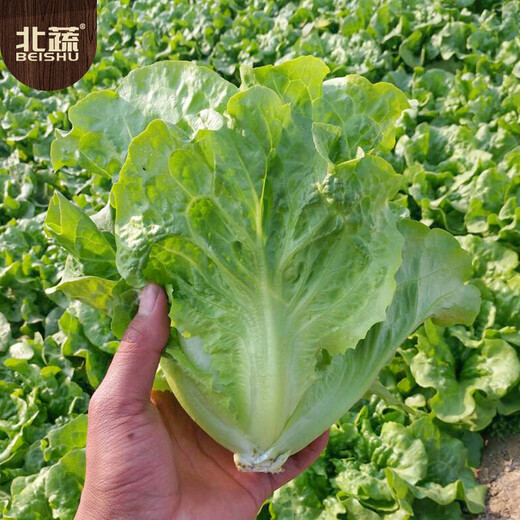 Beishu lettuce seed seedlings for all seasons, heat-resistant and bolting-resistant rapeseed seeds, about 5,000 pieces of Sucui No. 1 lettuce seeds