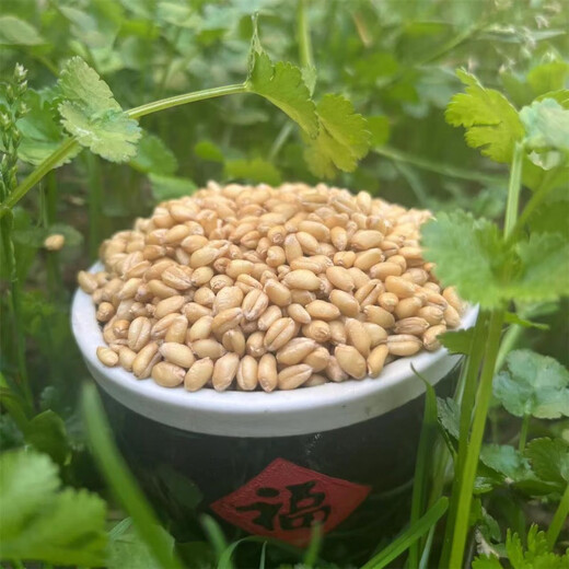 新标面粉gbt1355-新货陕西农家小麦粉无添加含胚芽中筋家用白面 新标精制粉 70粉10斤(全胚)