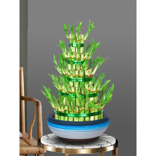 富贵竹植物水养客厅盆栽节节高竹塔土培绿植办公四季好养送礼盆景 小五层富贵竹+哥窑829+接水Pvc底座 带盆发货