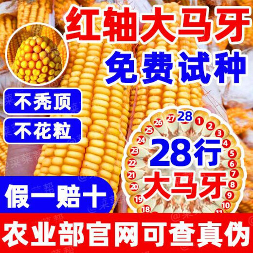 Nationally approved Rip 909 red shaft big cob corn seed, high yield, short stem, lodging resistance, disease resistance, drought resistance, wholesale corn, 4400 grains per acre, Song high yield seed dressing, improved version Rip 909 guaranteed