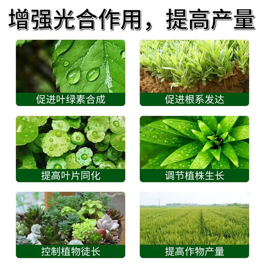 Chloropyronium paclobutrazol peanuts, soybeans, cotton, ginger, sweet potato, dwarfing and exuberance control agent Methylpyrazolinium + paclobutrazol *10 sets