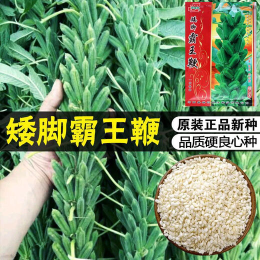 New species of Short-legged Overlord Whip Aerospace Overlord Whip sesame seeds, medium-early maturing and high-yielding sesame seeds specially used for oil extraction. Short-legged Overlord Whip/200g High-yield White Zhizhi