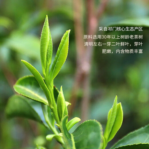 Tianzhi Black Tea Keemun Black Tea Special Grade Qi Hong Xiang Luo Qi Gathering Together New Year Gift Box Gift Box Independent Small Packaging 60g