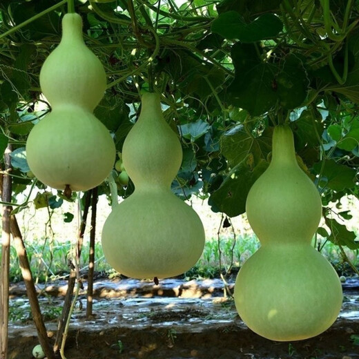 Treasure gourd seeds edible vegetable gourd vegetable seeds spring planting large gourd seeds flower seeds easy to grow in spring treasure gourd seeds - new species of the season original two packs about 22 pieces -