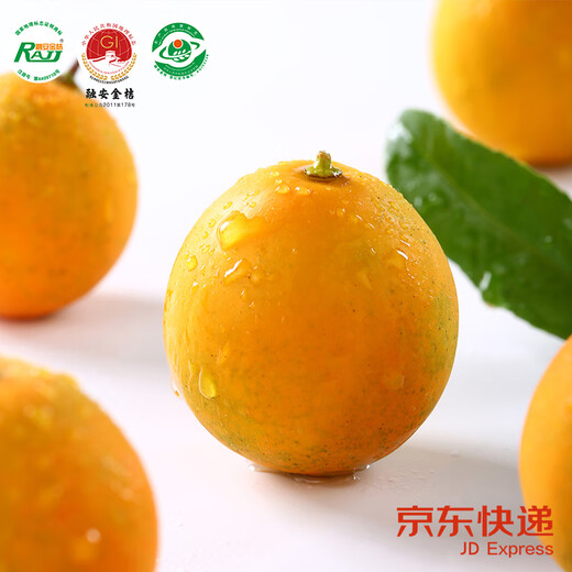 京觅广西融安第二代脆皮金桔 5号果-彩盒3斤装 单果10g+ 源头直发