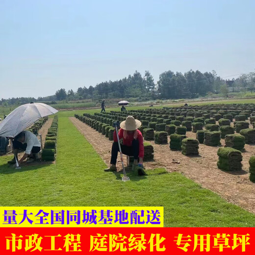Hunan base turf lawn with soil real grass four-season green turf Manila grass villa courtyard grass dwarf Manila finished turf 0.5 square meters now less than 10cm