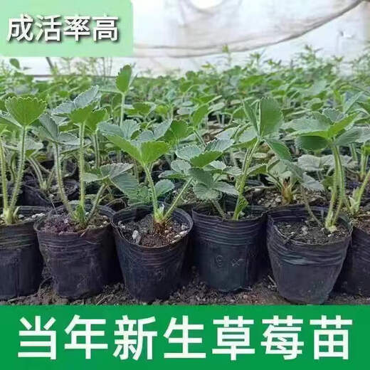 Strawberry seedlings shipped from original soil, flowering and big fruit, cream strawberry seedlings for four seasons, wholesale of current year fruit plug seedlings, 6 Ningyu strawberries, shipped from original soil + fertilizer