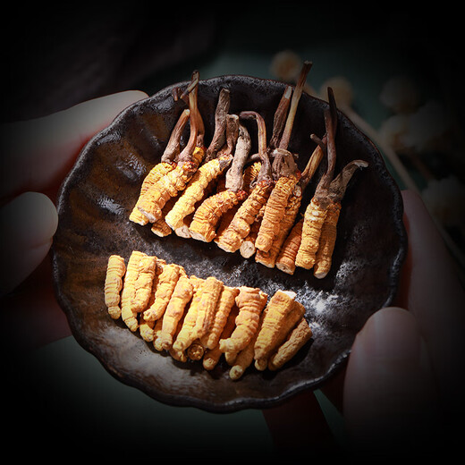 Mid-Mountain Farmer [Wild] Cordyceps sinensis 3 Gramm Cordyceps sinensis, Tibet Nagqu Cordyceps, Tonic Nutritional Products für Älteste und Eltern