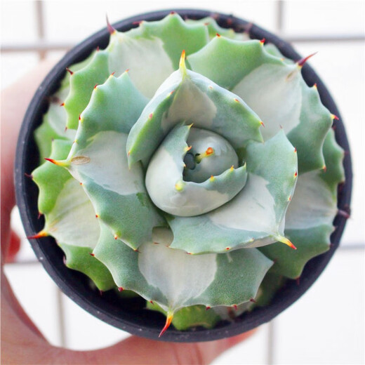 多肉龙舌兰 龙舌兰组合小盆栽大型多肉植物新手客厅装饰庭院绿植 泷之白丝16cm 裸根不带土