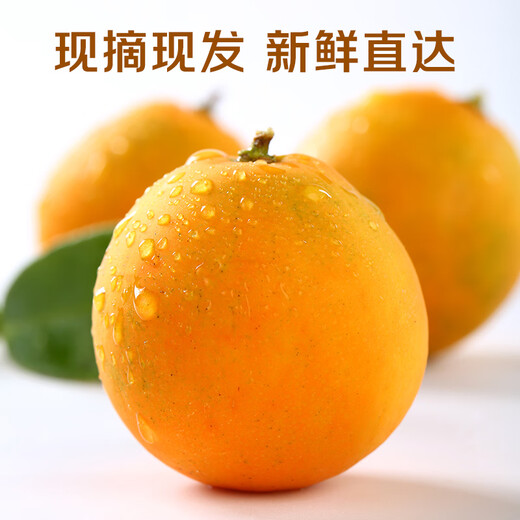 京觅广西融安第二代脆皮金桔 5号果-彩盒3斤装 单果10g+ 源头直发