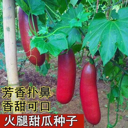 Ham melon seeds, super sweet red honey melon seeds, farm fruit and vegetable seeds, sown in four seasons, spring and autumn, stable yield, high quality seeds, one pack, 52 seeds in total