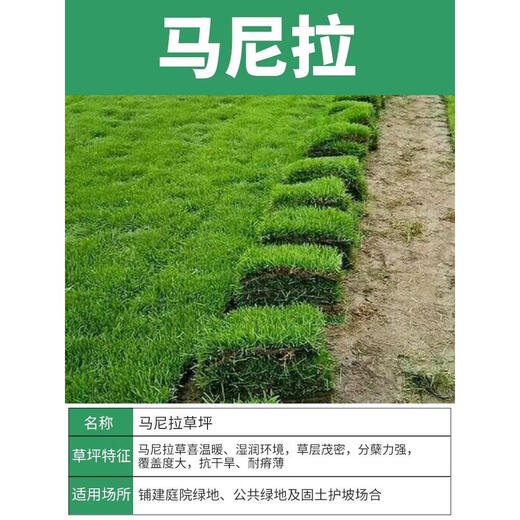 Hunan base turf lawn with soil real grass four-season green turf Manila grass villa courtyard grass dwarf Manila finished turf 0.5 square meters now less than 10cm
