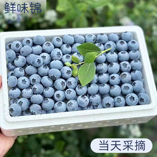 蓝莓鲜果新鲜高端水果当季蓝梅云高山怡颗南孕妇整箱包邮顺丰 2盒 顺丰大果1518mm吃货当选