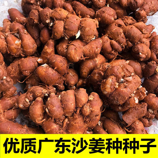 Shajiang seed ginger seedlings Guangdong fresh ginger Shajiang authentic Maoming Huazhou Nansheng electric white sand ginger seedlings 500g