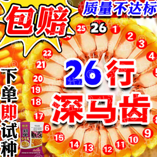 Zhuanghan Academy of Agricultural Sciences National Approval of Corn Seeds Zhengdan 958 High Yield Short Stem Lodging and Drought Resistance Big Stick New Variety Baogu Live Stalk Mature 3Jin Jin equals 0.5kg South and North Tong has a high germination rate