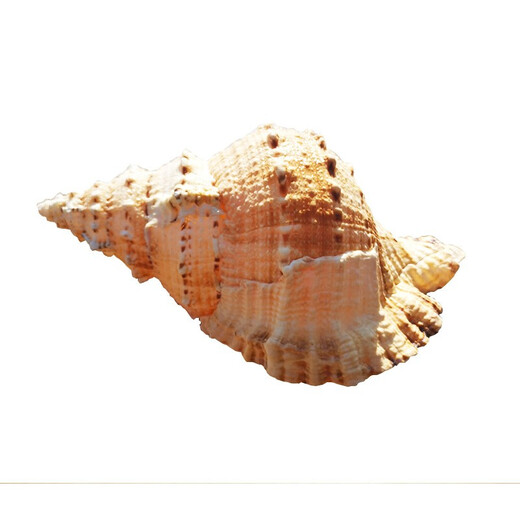 天然超大海螺贝壳摆件工艺品鱼缸造景水族箱装饰拍摄道具海的声音 1517厘米精品