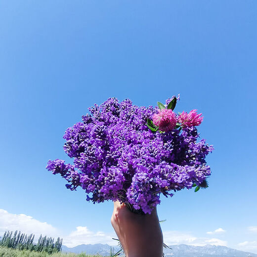 AIMAN dried lavender bouquet living room home decoration natural dried bouquet real flower aromatherapy internet celebrity flower arrangement ins gift 100g space blue dark blue new summer flowers all in English newspaper packaging