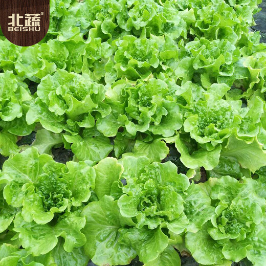 Beishu lettuce seed seedlings for all seasons, heat-resistant and bolting-resistant rapeseed seeds, about 5,000 pieces of Sucui No. 1 lettuce seeds