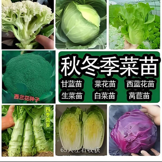 Winter vegetable seedlings, autumn and winter collection of various cold-resistant vegetable seedlings, southern seasonal balcony potted seedlings in autumn, 50 leek roots