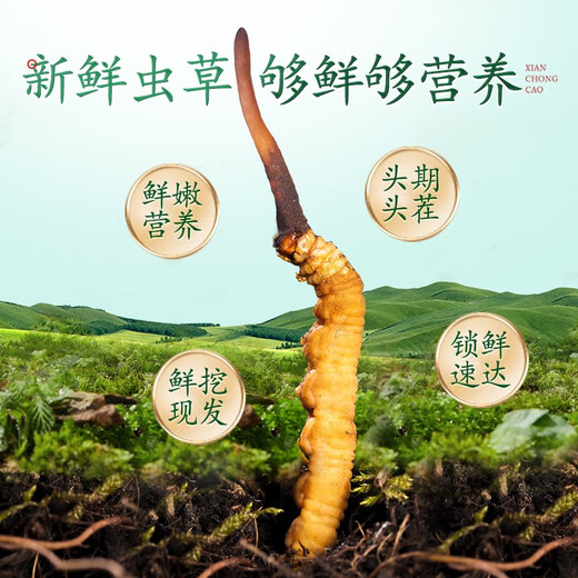 圣迪康藏2025年头茬新鲜冬虫夏草鲜虫草冷鲜空运送礼自用滋补礼品 0.6克/根 20根装