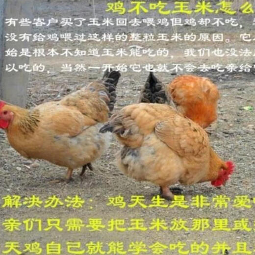 100 Jin Jin is equal to 0.5 kilograms of dry corn kernels to feed chickens. 50 Jin Jin is equal to 0.5 kilograms. Corn seeds for raising chickens, ducks and geese. Pigeon grain corn. 10 Jin Jin is equal to 0.5 kilograms. 30 feed. 50 Jin Jin is equal to 0.5 kilograms of corn kernels.
