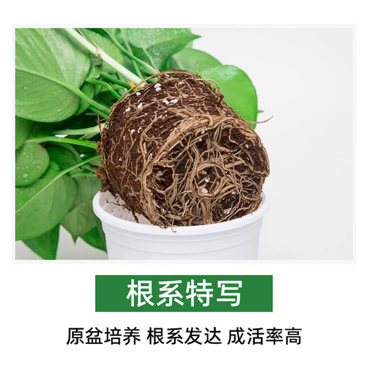 Shuangmeng green radish potted formaldehyde-removing flowers and green plants office 180-gallon self-priming water basin 8 pots straight from the source