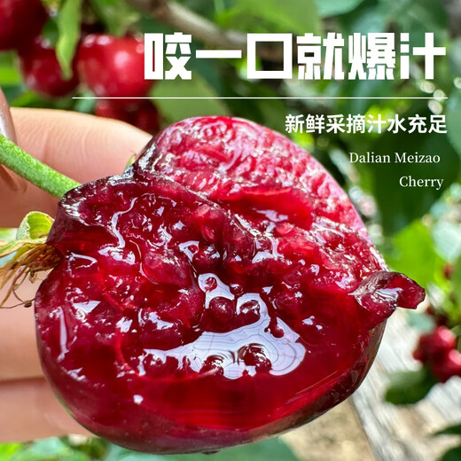 Uncle Sam Gold Award Cherry Gift Box JD Express - Next Day Delivery to Many Places New Year's Day Gift Fruit 3Jin Jin equals 0.5kg (net weight) Value Pack - 80% Choice Enjoyable Gift Box Black Diamond Big Mac 3J 30-32mm Recommended*