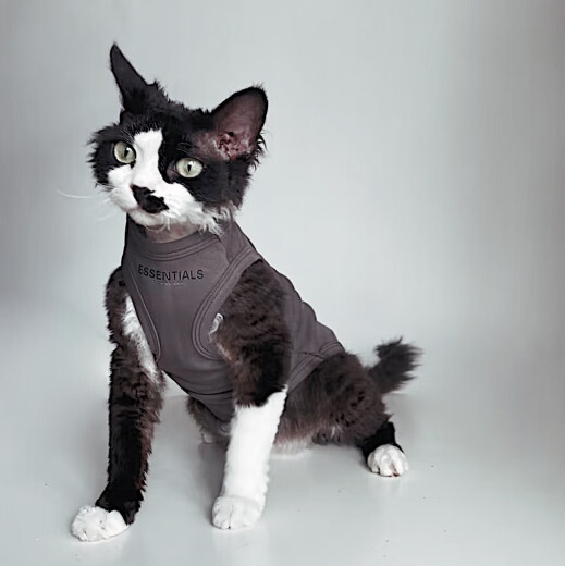 Miaopule Hairless Cat Vest Summer German Hairless Sphynx Cat Clothes Summer Pure Cotton Trendy Brand American Pet Vest Dark Gray M (4 to 6 Jin [Jin equals 0.5 kg]) For other varieties, please ask customer service