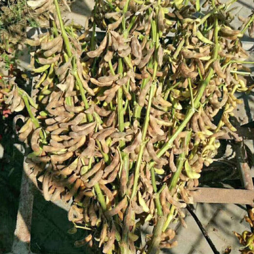 Wangyuan Xingzhonghuang 37/39 soybean seeds, lodging-resistant, high-yielding, high-protein soybean seeds, stable yield of soybeans in spring and summer dry fields, Zhonghuang 37 soybeans 100g, packaged, approved by the Three Kingdoms