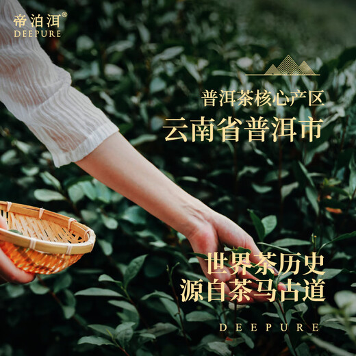 帝泊洱 即溶普洱茶珍速溶茶云南普洱茶 甘醇型40支普洱茶珍