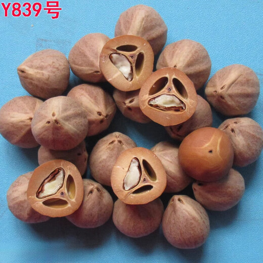 胖东来品质橄榄核原料雕原籽正圆光珠红油核文玩把玩菩提子罗汉弥 Y826号一粒：宽1.4规格