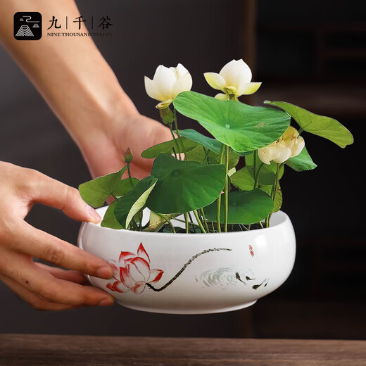 Jiuqianggu Céramique Pot de fleur narcisse bassin eau Lily bol lotus cuivre herbe hydroponique hydroponique fleurs d'élevage de fleurs de fleurs vertes pot avec base 3888