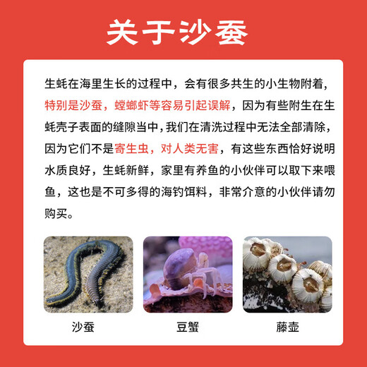 Fresh Jingcai Fresh Oysters 3XL Net weight 5Jin Jin is equal to 0.5kg 13-18 pieces Fresh to your home Fresh seafood Straight from the source