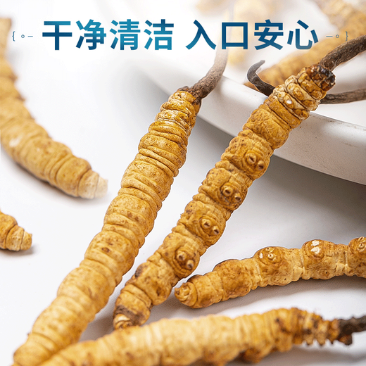 Zum Zeitpunkt des Frühlingsfestivals bietet die offizielle Cordyceps-Geschenkbox den Eltern und Ältesten gute High-End-Geschenke und Ältesten Nahrungsergänzungsmittel [3 Sticks/G 10 Sticks-3,3 Gramm] Geschenkbox bietet Führern High-End-Geschenke