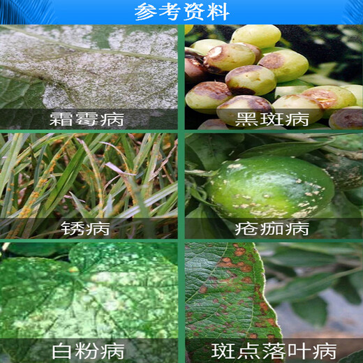 Wardino 75% chlorothalonil fungicide blue powder cucumber vegetable fruit tree powdery mildew downy mildew chlorothalon pesticide fungicide